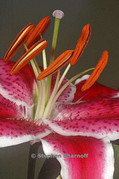 lily 4 graphic
